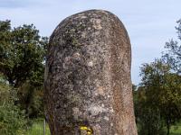 Gelbe Blume vor einem der mächtigen Megalith Steine vom Almendres Steinkreis